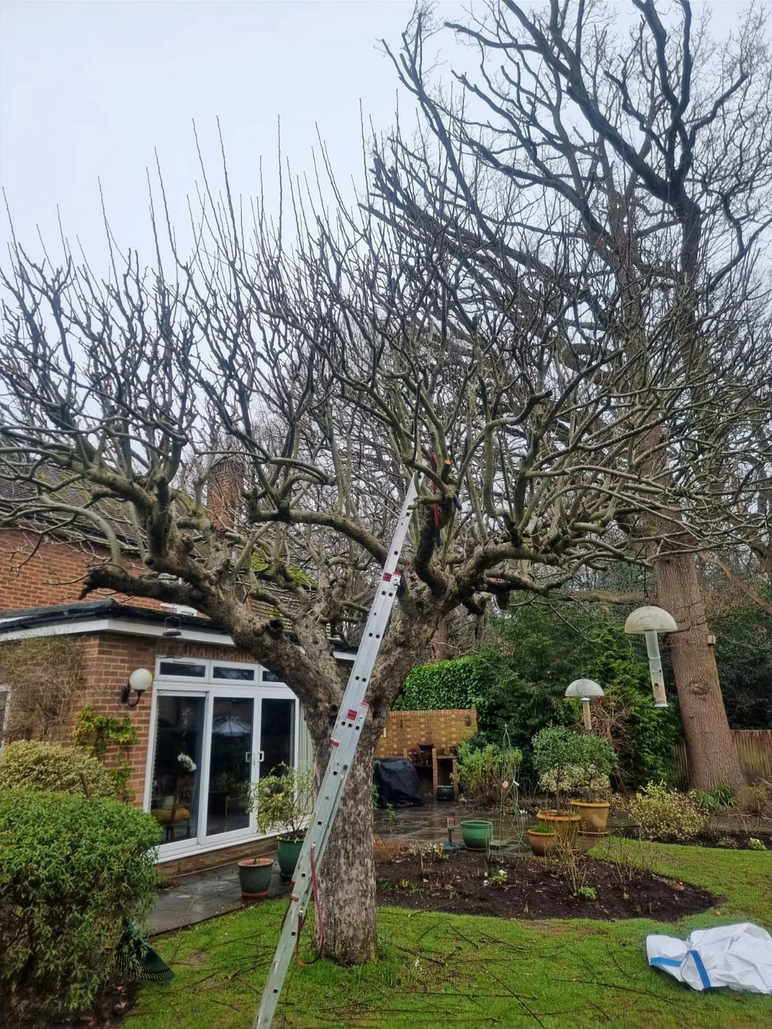 Orchard Pruning - Tim Read Gardening Services